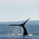 baleines dans le détroit de Magellan au Chili