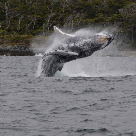 baleine à bosse sud Patagonie