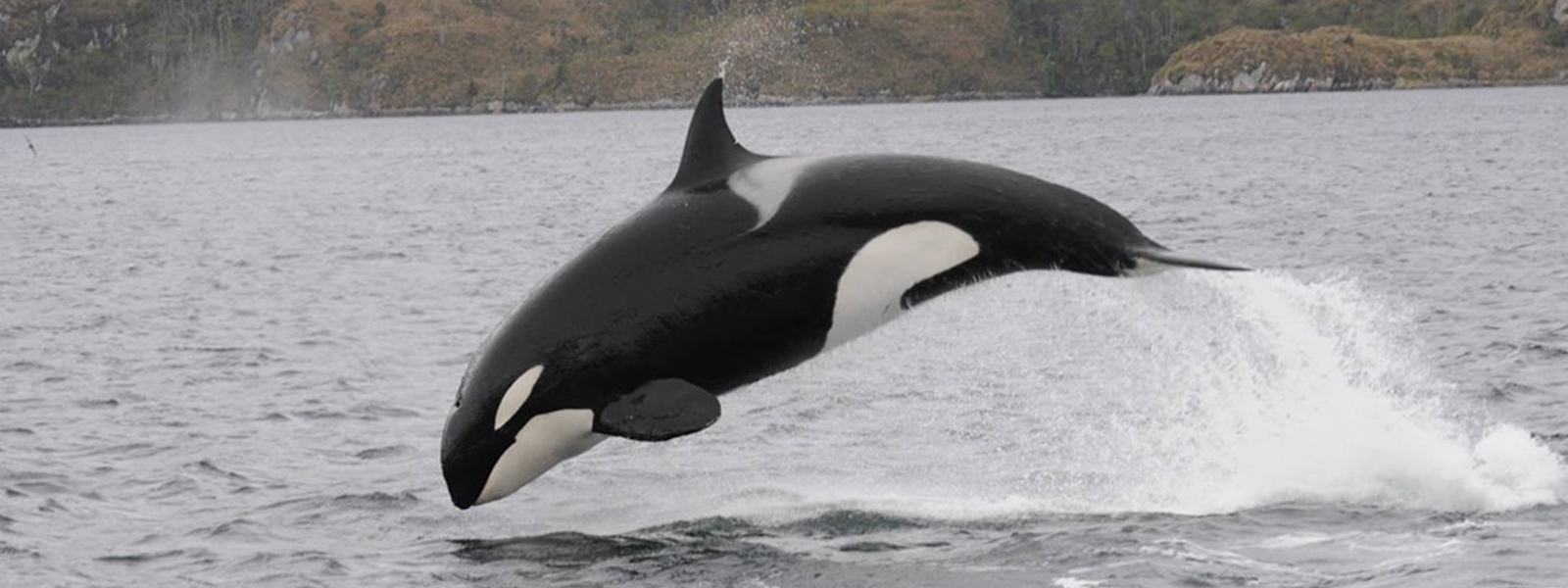 observation de la faune, détroit de Magellan, Patagonie chilienne. orque