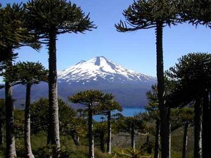 parc national Conguillío, Chili