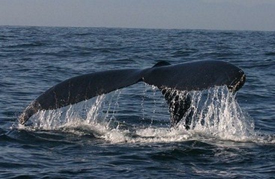 baleine à bosse dans le détroit de magellan