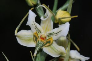 orchidée gavilea araucana