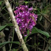 orchidée wiñay wayna