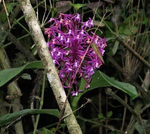 orchidée wiñay wayna
