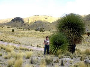 parcours alternatif entre Puno et Cusco à la recherche de la puya Raimondii
