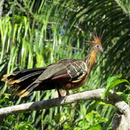 observation de la faune en Amazonie