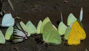 papillons en Amazonie péruvienne