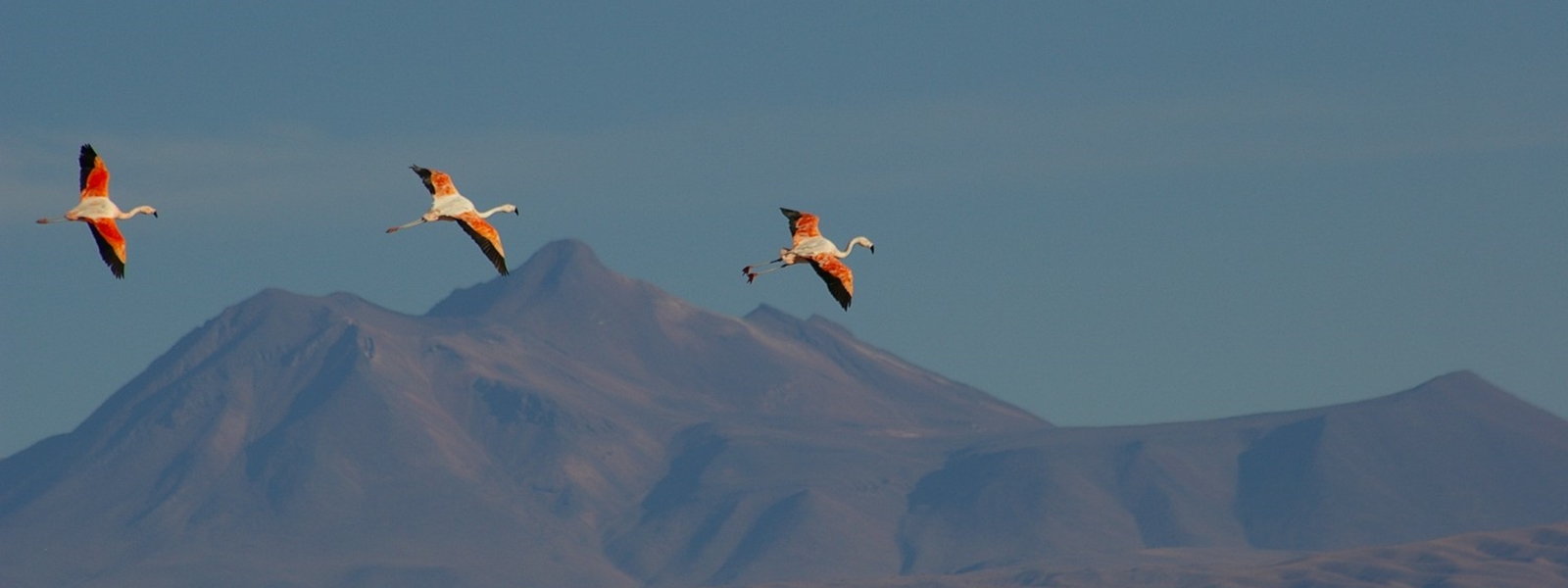flamants en vol sur fonds de cordillère des Andes