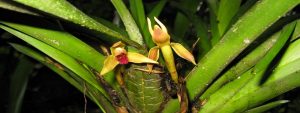orchidées du Pérou, Amazonie