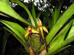 orchidée pérou