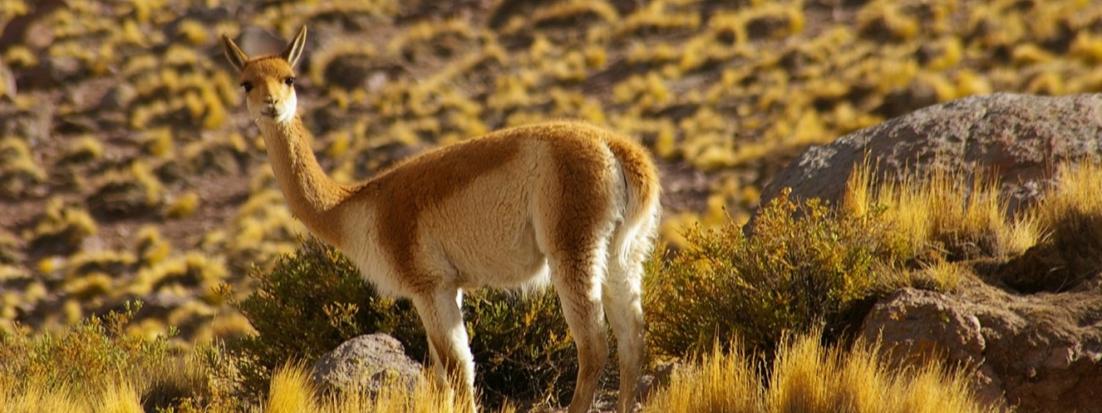 vigogne, Chili Nord