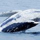 baleine dans les fjords chiliens