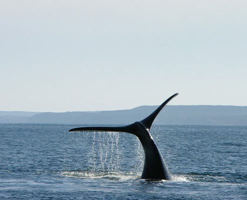 baleines dans le détroit de Magellan au Chili