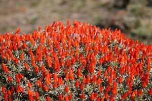 flore de Patagonie, mataguanaco