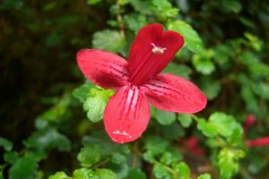 flore de patagonie, estrellita, asteranthera ovata