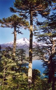 araucaria et volcan LLaima, Chili