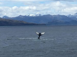 observation des baleines au Chili