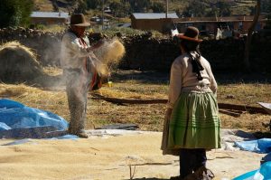 battage de la quinoa, Chinchera Puno