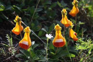 flore de Patagonie, calcéolaire uniflora