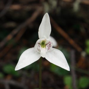 flore de Patagonie, orchidée palomita