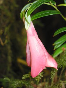 copihue, fleur du Chili, forêt pluviale tempérée