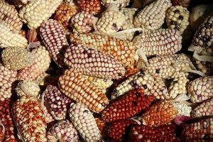 diversité du maïs, vallée sacrée, Pérou
