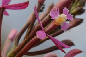 orchidée du Pérou, winay wayna