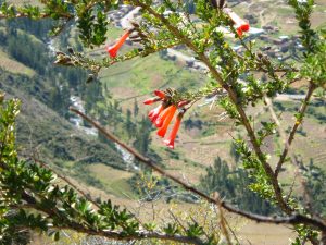 fleur de kantuta, Site de Tipón, Pérou