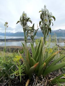 orchidées et lac Roca Patagonie argentine