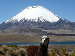 Alpaga, lac Chungara et volcan Parinacota