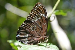 papillon, Amazonie