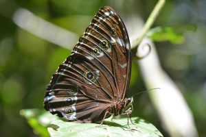 papillon Amazonie péruvienne