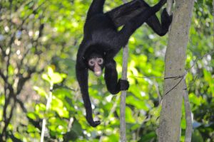 observation faune en Amazonie