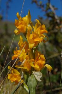 flore de patagonie, orchidée chloraera alpina