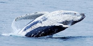 baleine dans les fjords chiliens